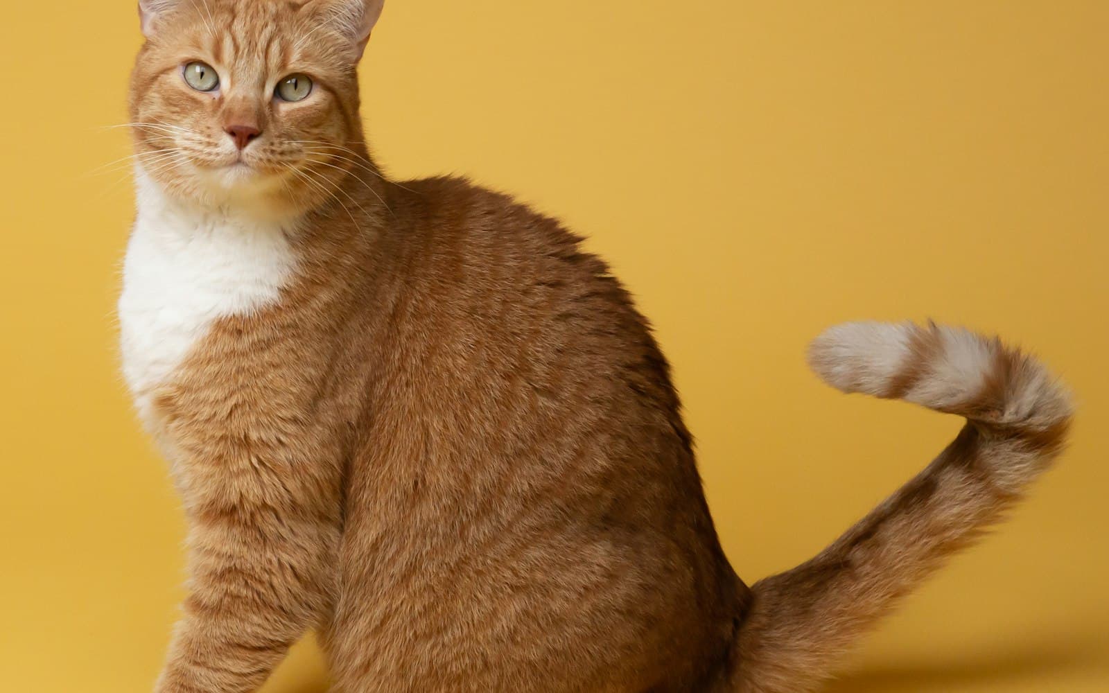 Hygiene-Mythen rund ums Katzenklo: Was stimmt wirklich?