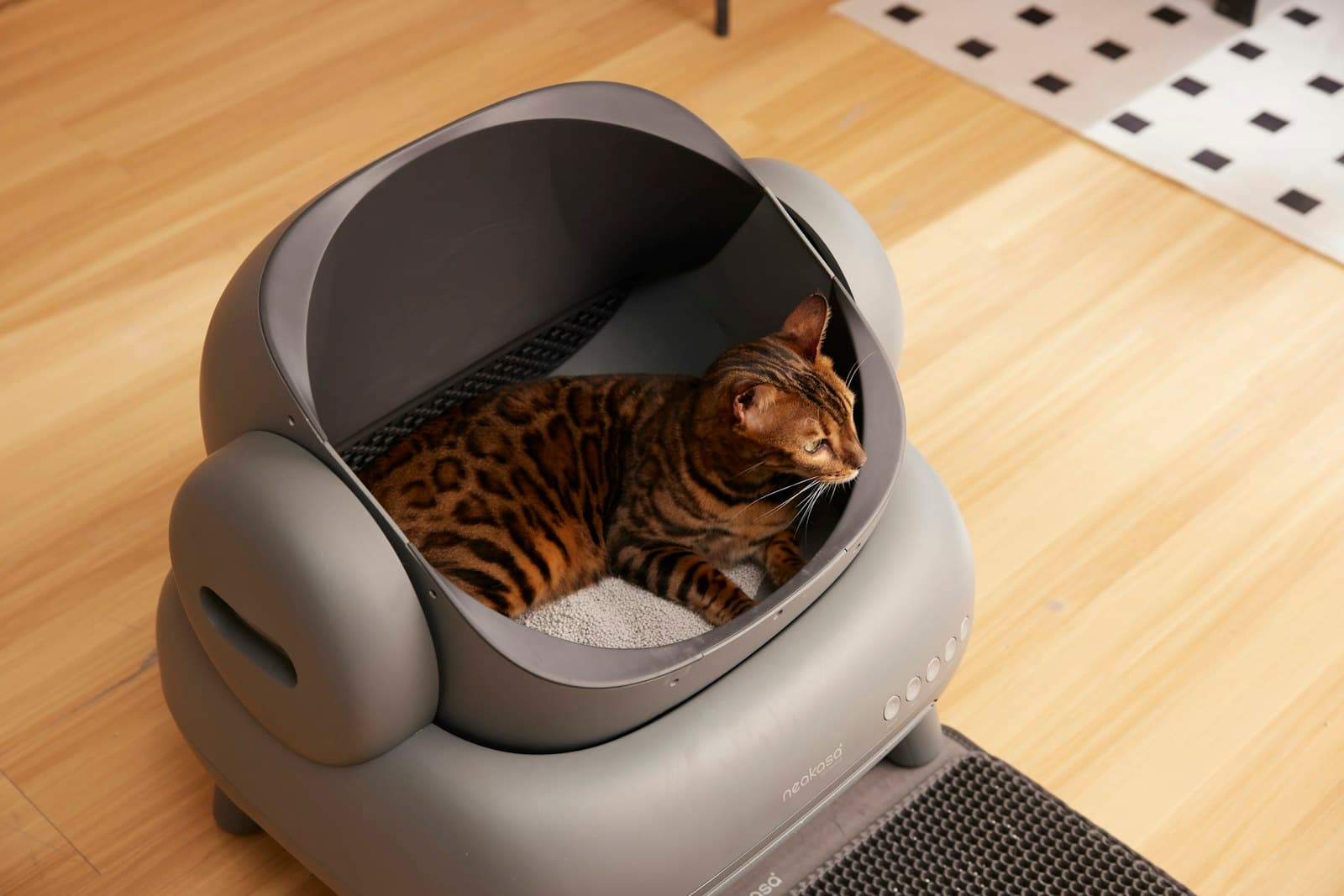 So gewöhnst du deine Katze an ein selbstreinigendes Katzenklo