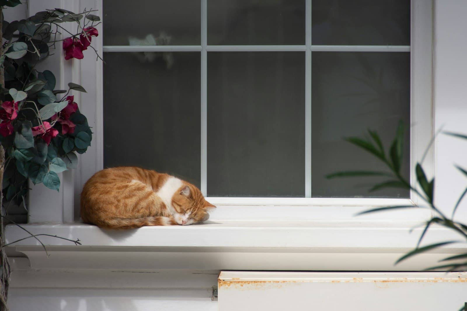 Katzenklo richtig aufstellen: 7 Regeln, die jede Katze liebt