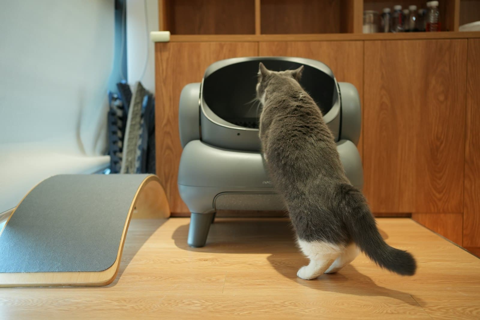 Welche Katzenstreu passt zu deinem (selbstreinigenden) Katzenklo?