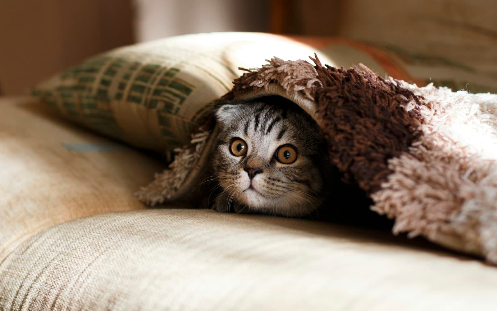 Wenn die Katze das Klo meidet: Ursachen erkennen und beheben