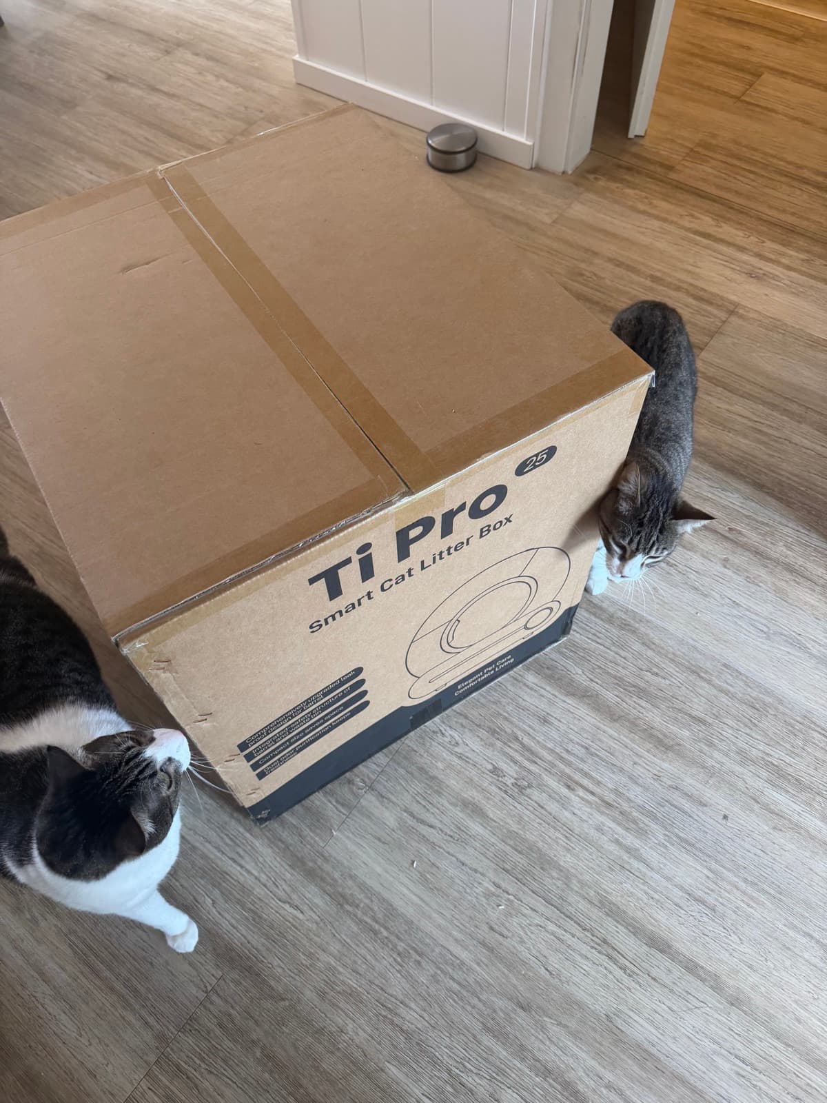 Katze entspannt am Katzenklo