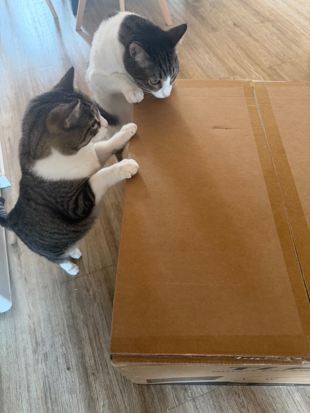 Katzenklo im Wohnzimmer