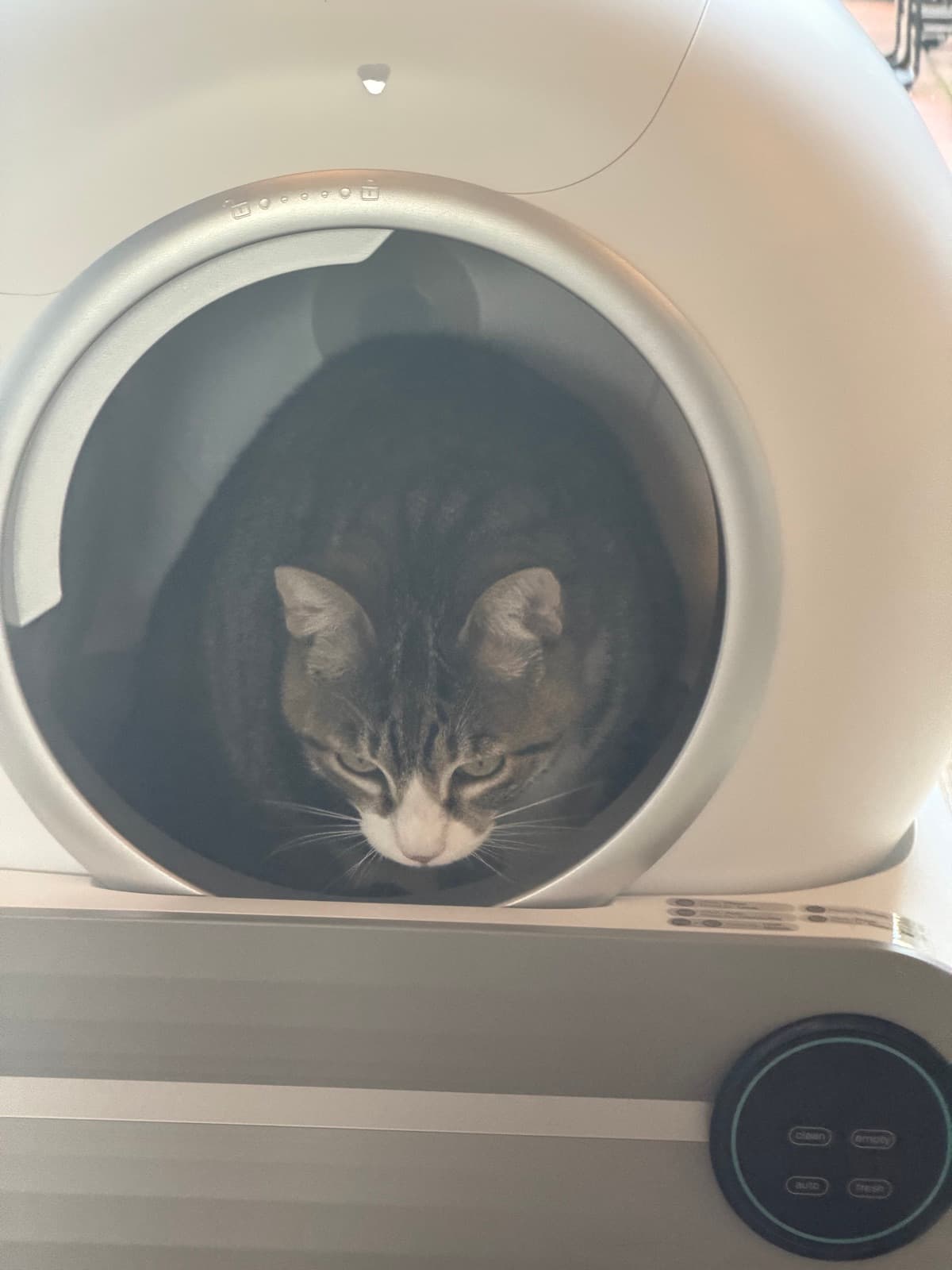 Katze am Eingang des Katzenklos