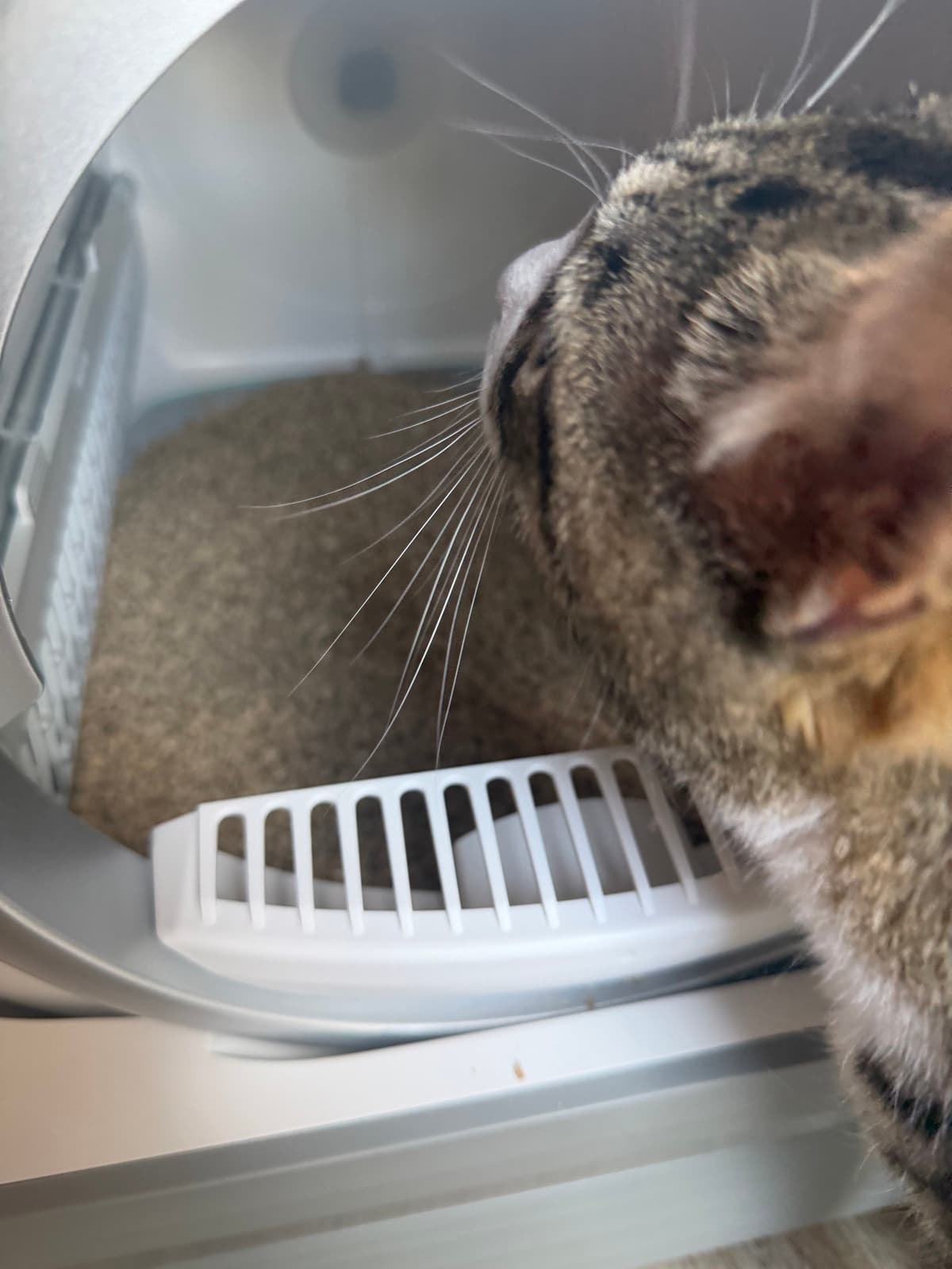 Katze und das selbstreinigende Katzenklo